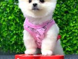 Dişi Pomeranian Boo Yavrumuz 