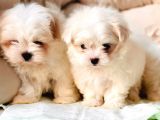 Bi̇r Bi̇ri̇nden Sevi̇mli̇ Yavru Maltese Terri̇er  Köpekleri̇mi̇z