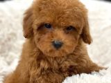 Sağlik Ve Irk Garanti̇li̇ Red Toy Poodle Yavrularimiz