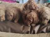 Toy Poodle Yavrular Sanslipatiler