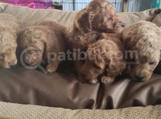 Toy Poodle Yavrular Sanslipatiler görsel