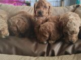 Toy Poodle Yavrular Sanslipatiler