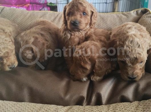 Toy Poodle Yavrular Sanslipatiler görsel