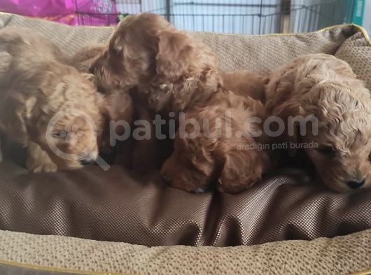 Toy Poodle Yavrular Sanslipatiler