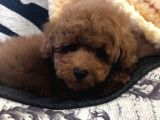 Sağlik Ve Irk Garanti̇li̇ Red Toy Poodle Yavrularimiz