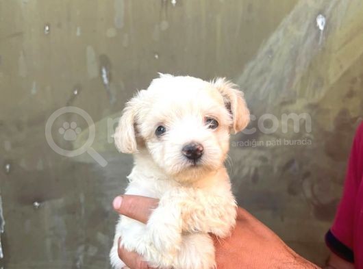 Maltesse Terri̇er