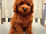 Sağlik Ve Irk Garanti̇li̇ Red Toy Poodle Yavrularimiz