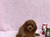 Irkinin En Güzel Toy Poodle Yavrulari