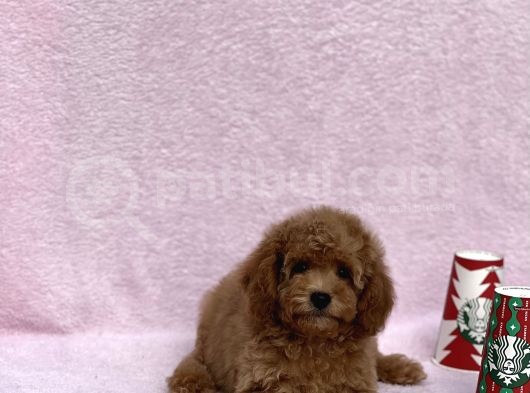 Irkinin En Güzel Toy Poodle Yavrulari görsel