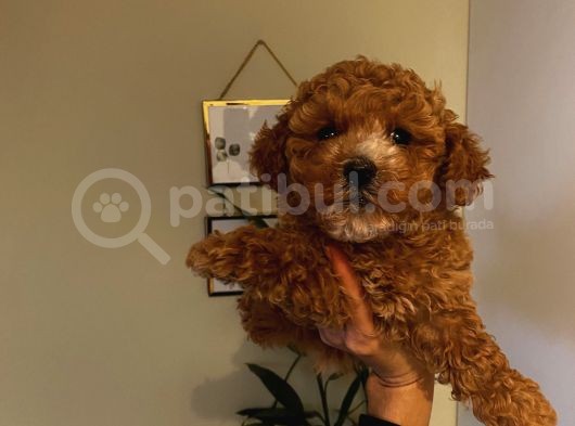 Ev Ortamında Büyüyen Poodle Yavrularımız görsel