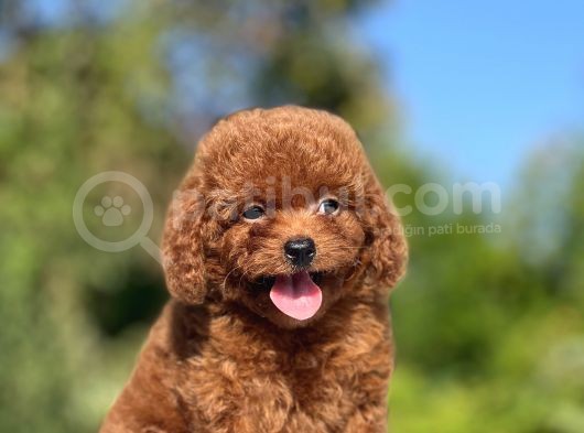 Mini Boy Orjinal Poodle Yavrular