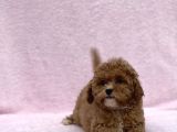 Safkan Mi̇ni̇ Toy Poodle Bebekler