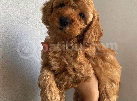 Ev Ortamında Büyüyen Poodle Yavrularımız görsel