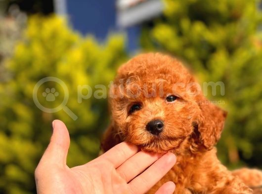 Safkan Toy Poddle görsel