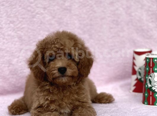 Irkinin En Güzel Toy Poodle Yavrulari görsel