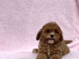 Safkan Mi̇ni̇ Toy Poodle Bebekler