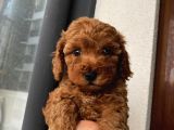 Ev Ortamında Büyüyen Poodle Yavrularımız