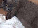 Yetişkin Disi British Shorthair
