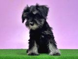 Resmi̇ Üreti̇ci̇den Mi̇nyatür Schnauzer Yavrular
