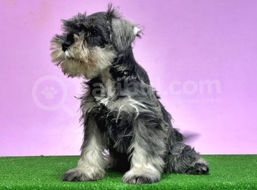 Resmi̇ Üreti̇ci̇den Mi̇nyatür Schnauzer Yavrular görsel