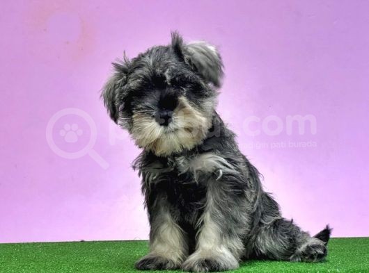 Resmi̇ Üreti̇ci̇den Mi̇nyatür Schnauzer Yavrular görsel