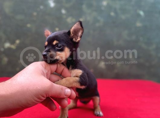 Teacup Yavrumuz Yeni Ailesini Bekliyor Pincher görsel