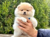 Safkan Teddy Bear Pomeranian Boo Yavrularımız
