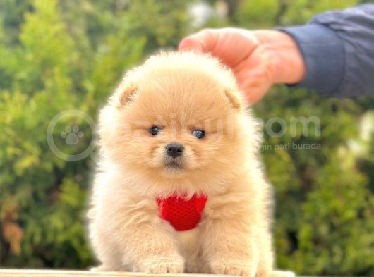 Safkan Teddy Bear Pomeranian Boo Yavrularımız