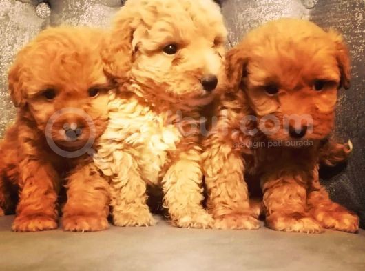 Çi̇ftli̇ği̇mi̇zden Güvenle Sahi̇p Olabi̇leceği̇ni̇z Malti̇poo Yavrular görsel