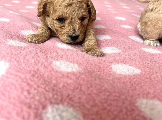 Toy Poodle Bebeklerim Rezerve’ye Açıldı görsel