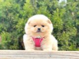 Safkan Teddy Bear Pomeranian Boo Yavrularımız