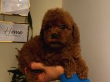 Aşılı Pasaportlu Poodle Yavrularımız