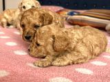 Toy Poodle Bebeklerim Rezerve’ye Açıldı
