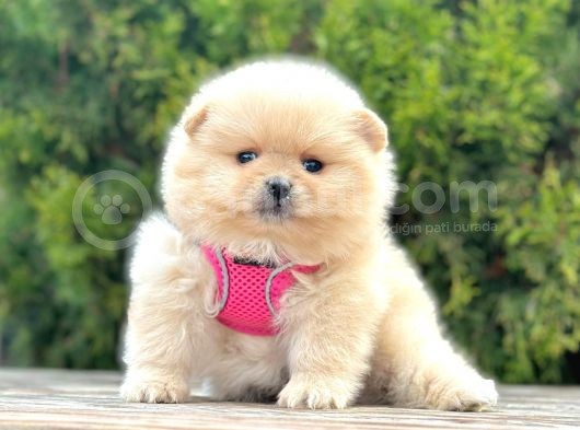 Safkan Teddy Bear Pomeranian Boo Yavrularımız görsel