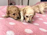 Toy Poodle bebeklerim Rezerve’ye açıldı