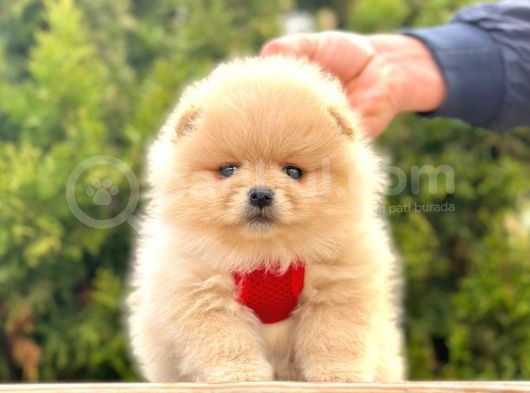 Safkan Teddy Bear Pomeranian Boo Yavrularımız görsel