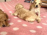 Toy Poodle Bebeklerim Rezerve’ye Açıldı