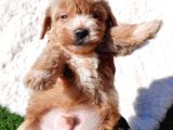 Çi̇ftli̇ği̇mi̇zden Güvenle Sahi̇p Olabi̇leceği̇ni̇z Malti̇poo Yavrular