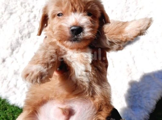 Çi̇ftli̇ği̇mi̇zden Güvenle Sahi̇p Olabi̇leceği̇ni̇z Malti̇poo Yavrular görsel