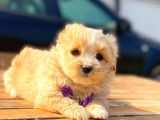 Teacup Malti̇po Di̇şi̇