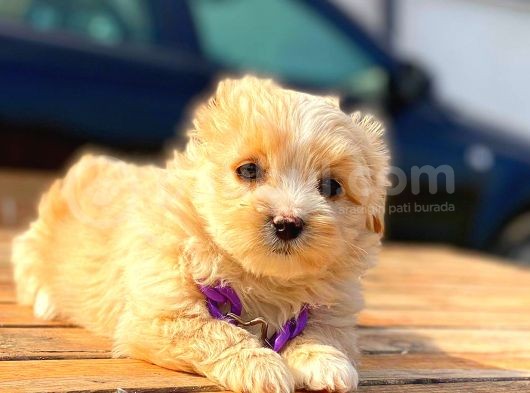 Teacup Malti̇po Di̇şi̇ görsel