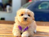 Teacup Malti̇po Di̇şi̇