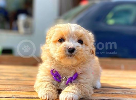Teacup Malti̇po Di̇şi̇ görsel
