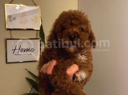 Safkan Aşılı Pasaportlu Toypoodle Bebeklerimiz görsel