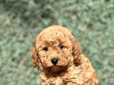 Mini Boy Orjinal Poodle Bebekler