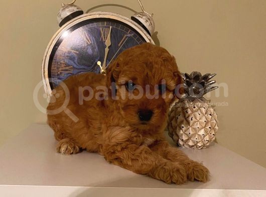 Safkan Toy Poddle görsel