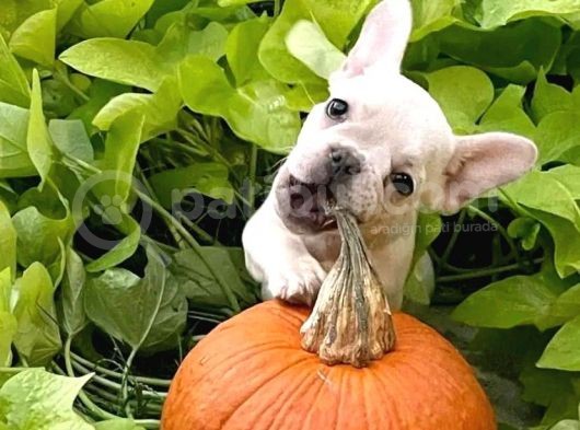 A Kali̇te French Bulldog Yavrulari görsel