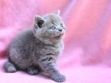 Yuvarlak Kafa Gri̇ British Shorthair Yavrumuz