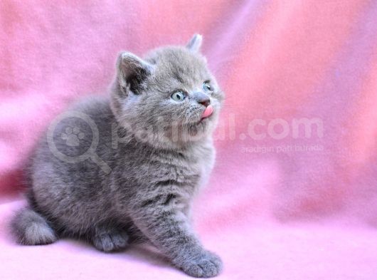 Yuvarlak Kafa Gri̇ British Shorthair Yavrumuz görsel