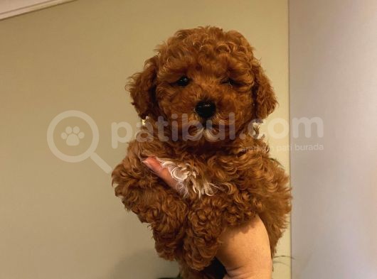 Ev Ortamında Büyüyen Poodle Yavrularımız